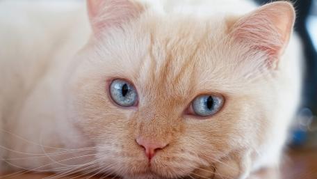 Soft Cream Kitten Close Up With Crystal Blue Eyes wallpaper