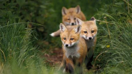 Curious Red Fox Cubs Exploring a Forest Trail Together wallpaper