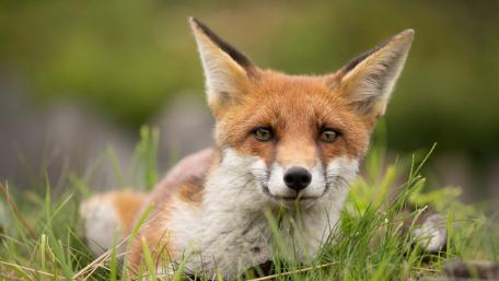 Gentle Red Fox Close Up Resting in Meadow Grass wallpaper