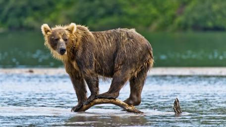 Grizzly Bear Pausing on Driftwood in a Quiet River wallpaper