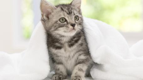 Cozy Gray Tabby Kitten Wrapped in Soft White Blanket wallpaper