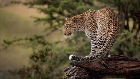 Silent Leopard on the Savanna Branch, Poised for the Hunt wallpaper