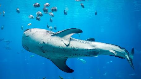 Majestic Whale Shark Gliding Through Sunlit Blue Ocean Depths wallpaper