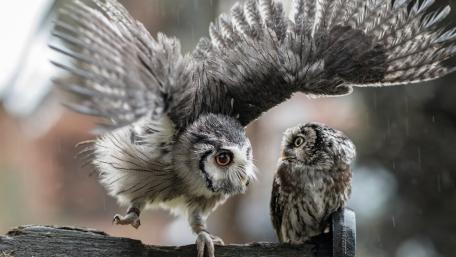 Silent Wings in the Rain Forest Owl Encounter wallpaper