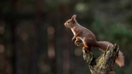 Alert Red Squirrel on Mossy Forest Stump in Soft Light wallpaper
