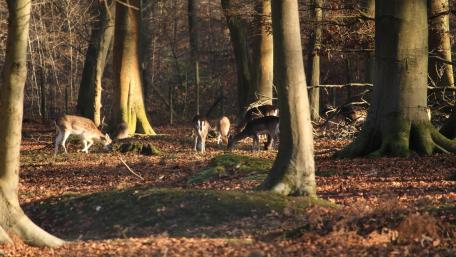 Deer Grazing in Sunlit Roumare Forest Park France wallpaper