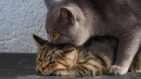 Tender Feline Cuddle Between Two Cats in Soft Light wallpaper