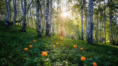 Sunbeams Through Birch Forest with Summer Trollius Blossoms wallpaper