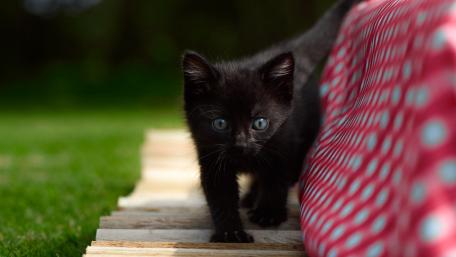 Curious Black Kitten Strolling in Soft Garden Light wallpaper