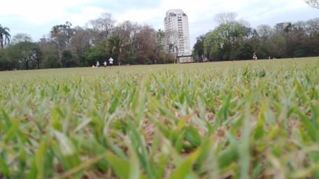 Low Angle City Park Field Under Soft Daylight Skies wallpaper