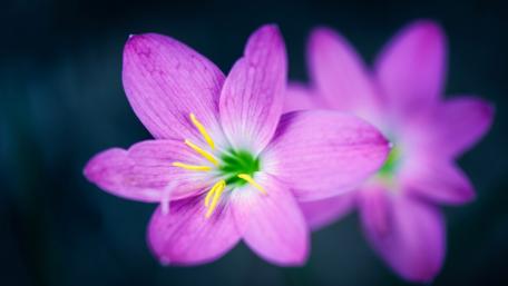 Radiant Pink Rain Lily Macro Glow in Soft Focus 4K wallpaper