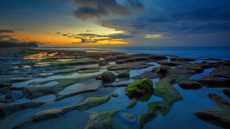Algae covered stones wallpaper