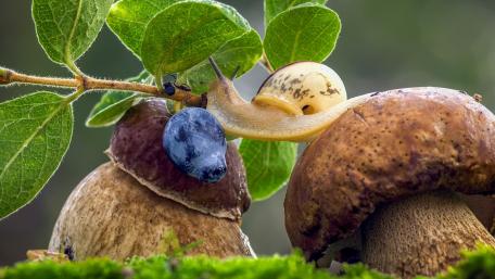 Snail Crossing Forest Mushrooms in Crisp Macro Detail wallpaper
