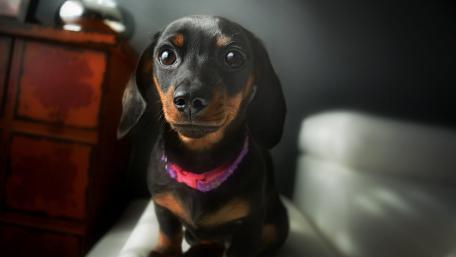 Bright Eyed Dachshund Puppy in Soft Indoor Light wallpaper