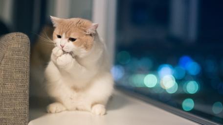 Quiet Cat by the Window in Soft City Lights wallpaper