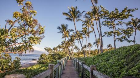 Sunlit Palms Along the Wailea Beach Path in Hawaii wallpaper
