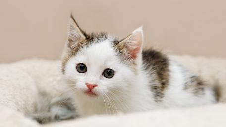 Soft White Kitten Resting on Cozy Blanket in Gentle Light wallpaper