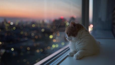 Quiet Cat Watching City Lights Through a Window at Dusk wallpaper