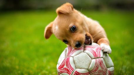 Playful Puppy Tackles a Football on Fresh Green Grass wallpaper