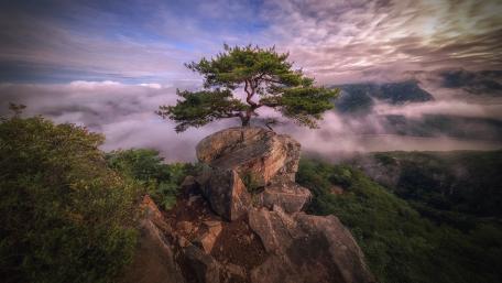 Daedunsan Red Pine Above the Clouds in South Korea wallpaper