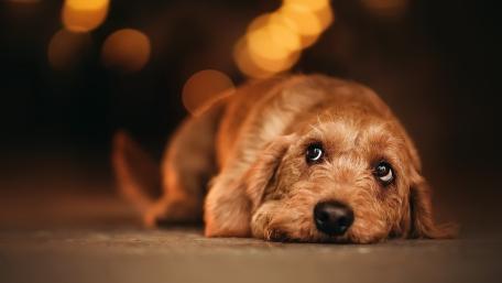 Cozy Wire Haired Dachshund Resting in Warm Evening Bokeh wallpaper
