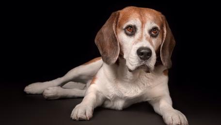 Classic Beagle Portrait on Deep Black Background wallpaper