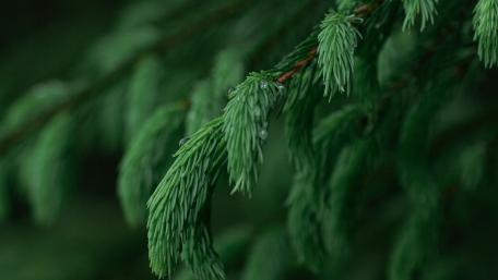 Emerald Pine Needles in Soft Rainy Forest Light wallpaper