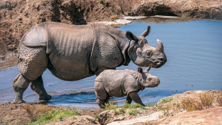 Greater One Horned Rhinoceros Mother and Calf by the Water wallpaper