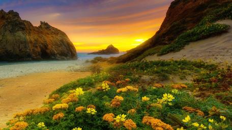 Golden Sunrise Over Rocky Coastal Shore and Wildflower Dunes wallpaper
