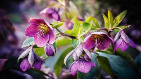 Vibrant Purple Helleborus Blossoms in Soft Spring Garden Light wallpaper