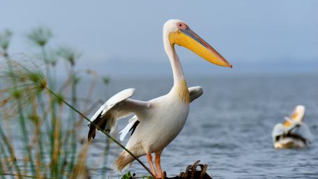 Great White Pelican Posing by the Lakeshore in Crisp 5K Detail wallpaper