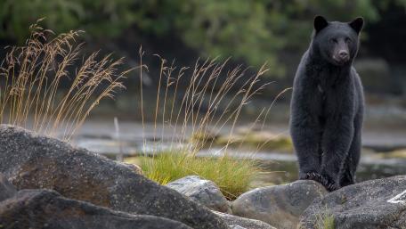 Majestic American Black Bear on River Rocks in Crisp 4K wallpaper