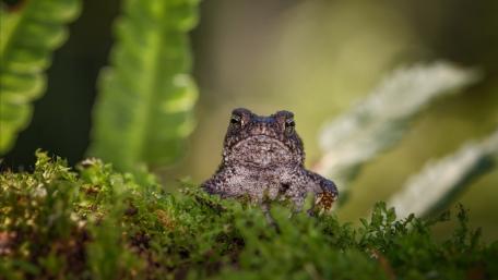 Tiny Forest Toad Peeking Through Moss in Crisp 4K Detail wallpaper