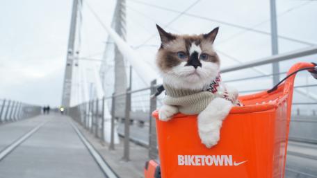 Blue Eyed Cat Riding in Orange Bike Basket on Modern Bridge wallpaper