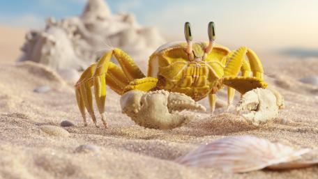 Golden Sand Crab Close Up on a Sunlit Beach wallpaper