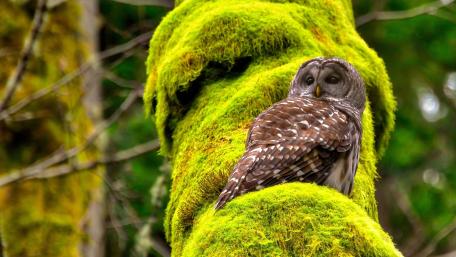 Silent Owl Resting on Moss Covered Forest Giant wallpaper