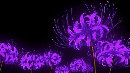 Neon Purple Spider Lilies Glowing Against Midnight Black wallpaper
