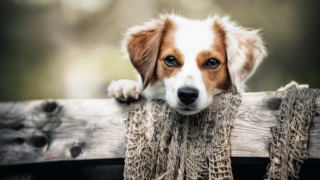 Curious Puppy Peeking Over Weathered Fence in Soft Morning Light wallpaper