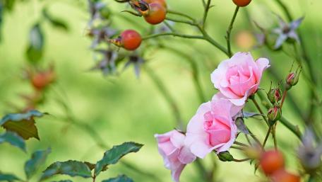 Soft Pink Rose Blossoms with Wild Rosehips in Gentle Green Bokeh wallpaper