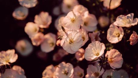 Soft Pink Blossom Close Up in Warm Evening Light wallpaper