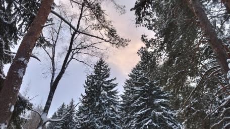 Winter Wonderland Among Majestic Trees wallpaper