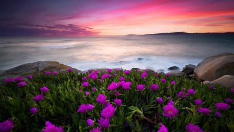 Vibrant Coastal Flower Carpet at Sunset Over Tranquil Ocean Shore wallpaper
