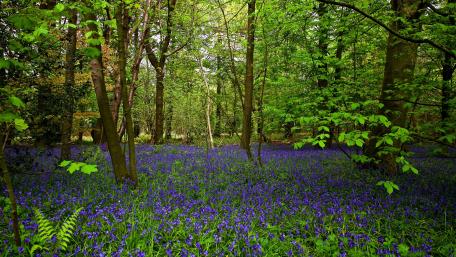 Emerald Woodland Canopy Above a Sea of Bluebell Blooms wallpaper