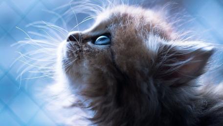 Dreamy Blue Close Up Kitten Portrait with Soft Fur Glow wallpaper