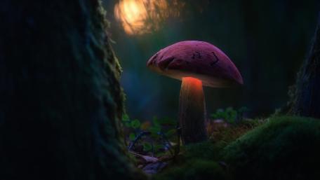 Moonlit Glowing Mushroom in an Enchanted Forest Hollow wallpaper