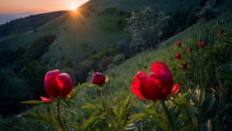 Sunrise Over Peony Hillside in Lush Mountain Valley wallpaper
