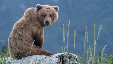 Serene Grizzly Bear Resting on Log in Alpine Meadow wallpaper