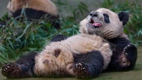 Playful Panda Bear Lounging With a Silly Smile wallpaper