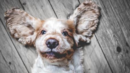 Playful Cocker Spaniel Puppy Smiling on Rustic Wooden Planks wallpaper