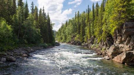 Wild Mountain River Through Evergreen Forest Wilderness wallpaper